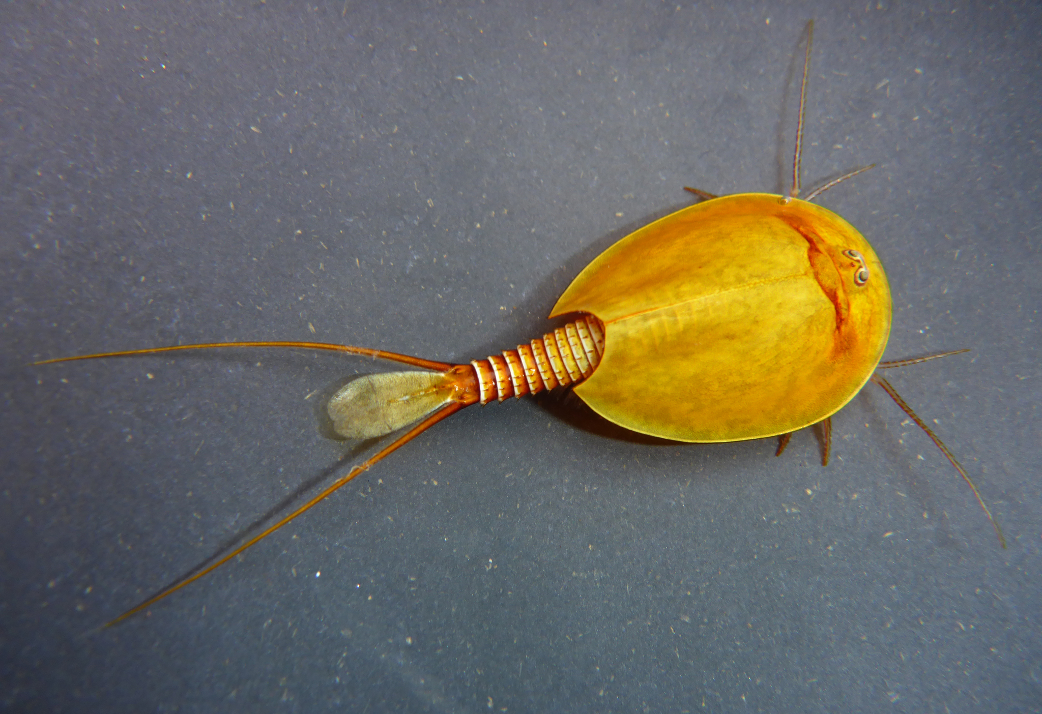 Lepidurus packardi